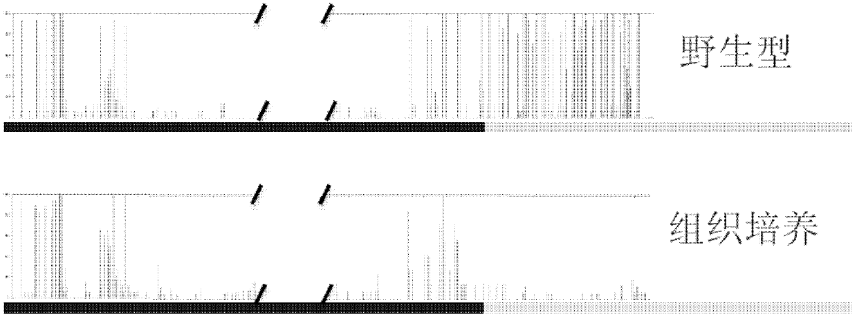 Gene 03g induced to express by tissue culture and preparation method and application