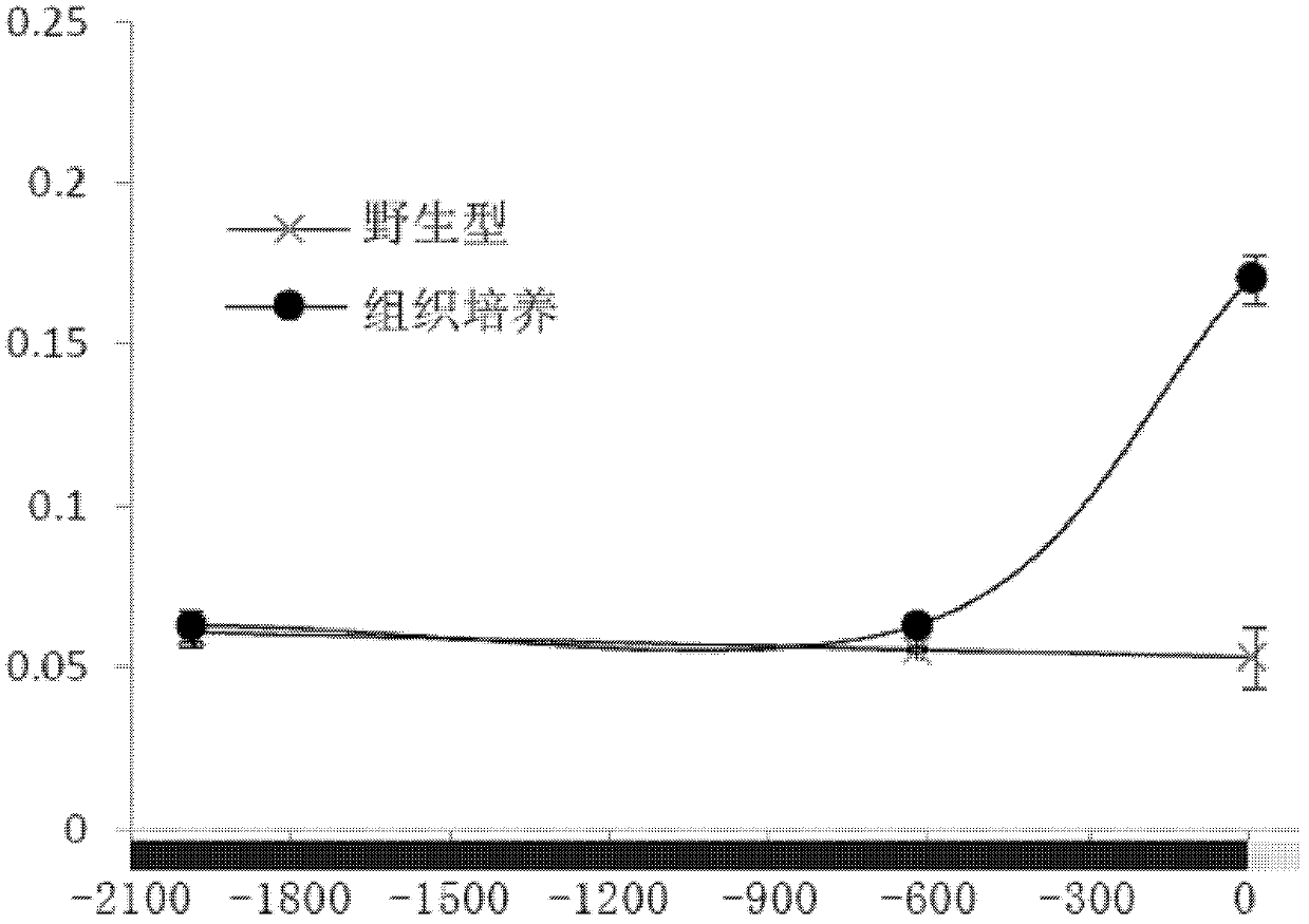 Gene 03g induced to express by tissue culture and preparation method and application