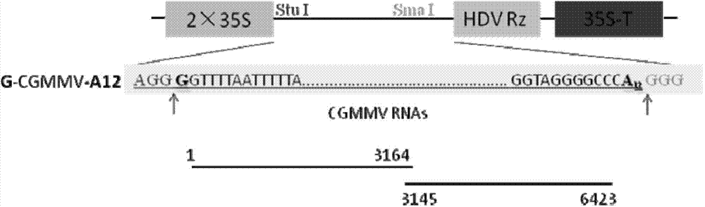 Infectious clone vector of cucumber green mottle mosaic virus (CGMMV), agrobacterium strain and preparation method and application of infectious clone vector of cucumber green mottle mosaic virus (CGMMV)