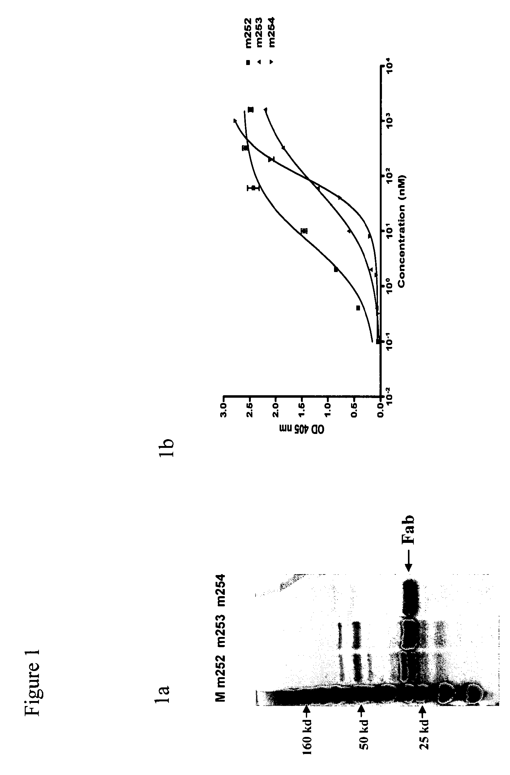 Human monoclonal antibodies protective against bubonic plague