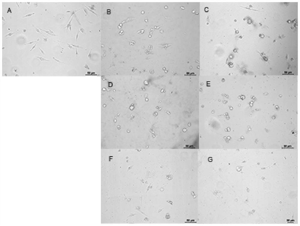 Lead compound of tumor treatment electric field, preparation method of lead compound and sensitization tumor treatment electric field