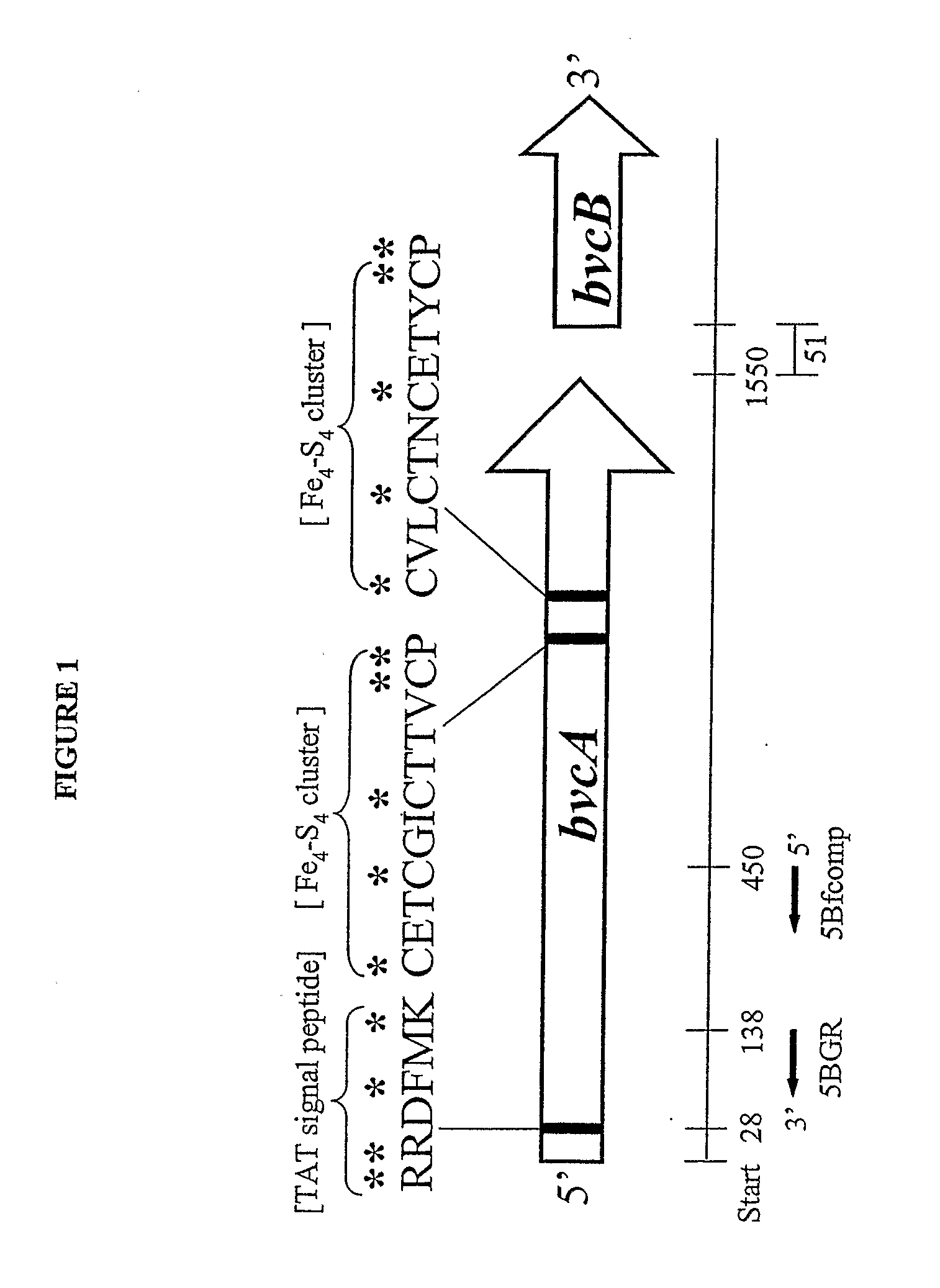 Isolated reductive dehalogenase genes