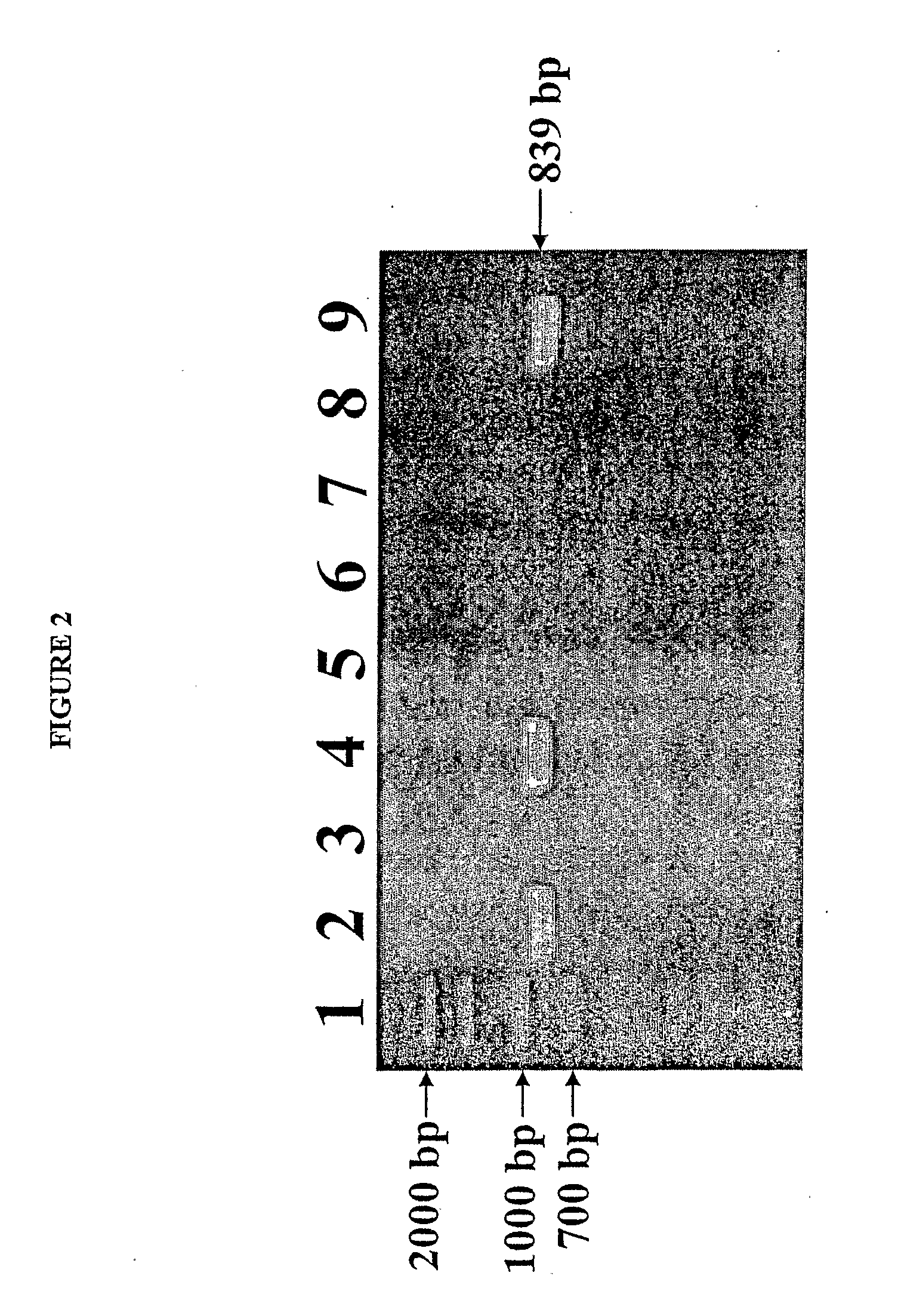 Isolated reductive dehalogenase genes