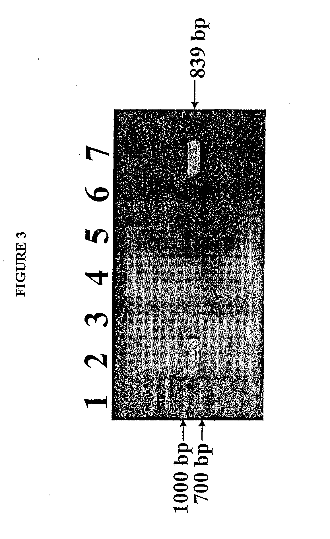 Isolated reductive dehalogenase genes