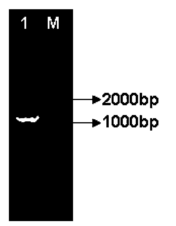 Transcription factor coming from leymus chinensis and related to low temperature resistance, and coding gene and application thereof