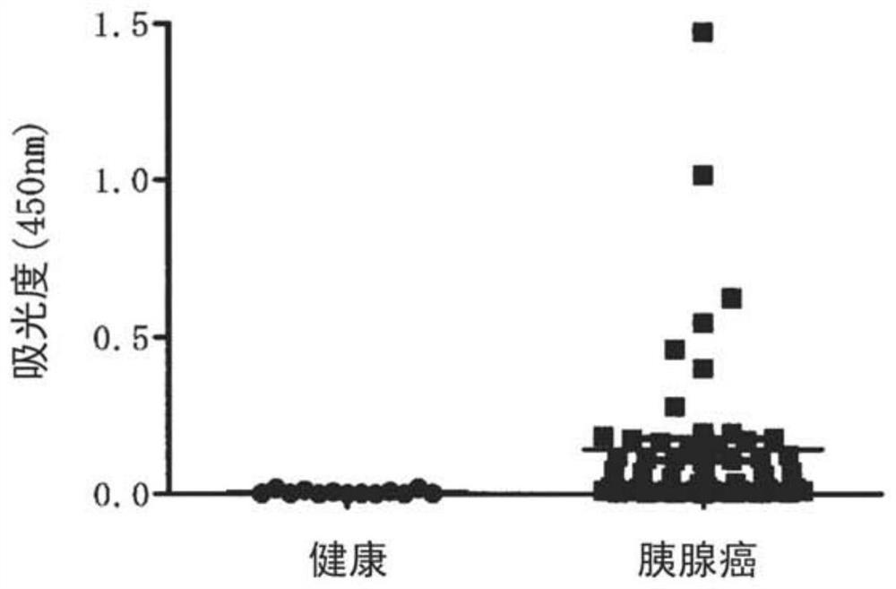 Antibody and functional fragment thereof