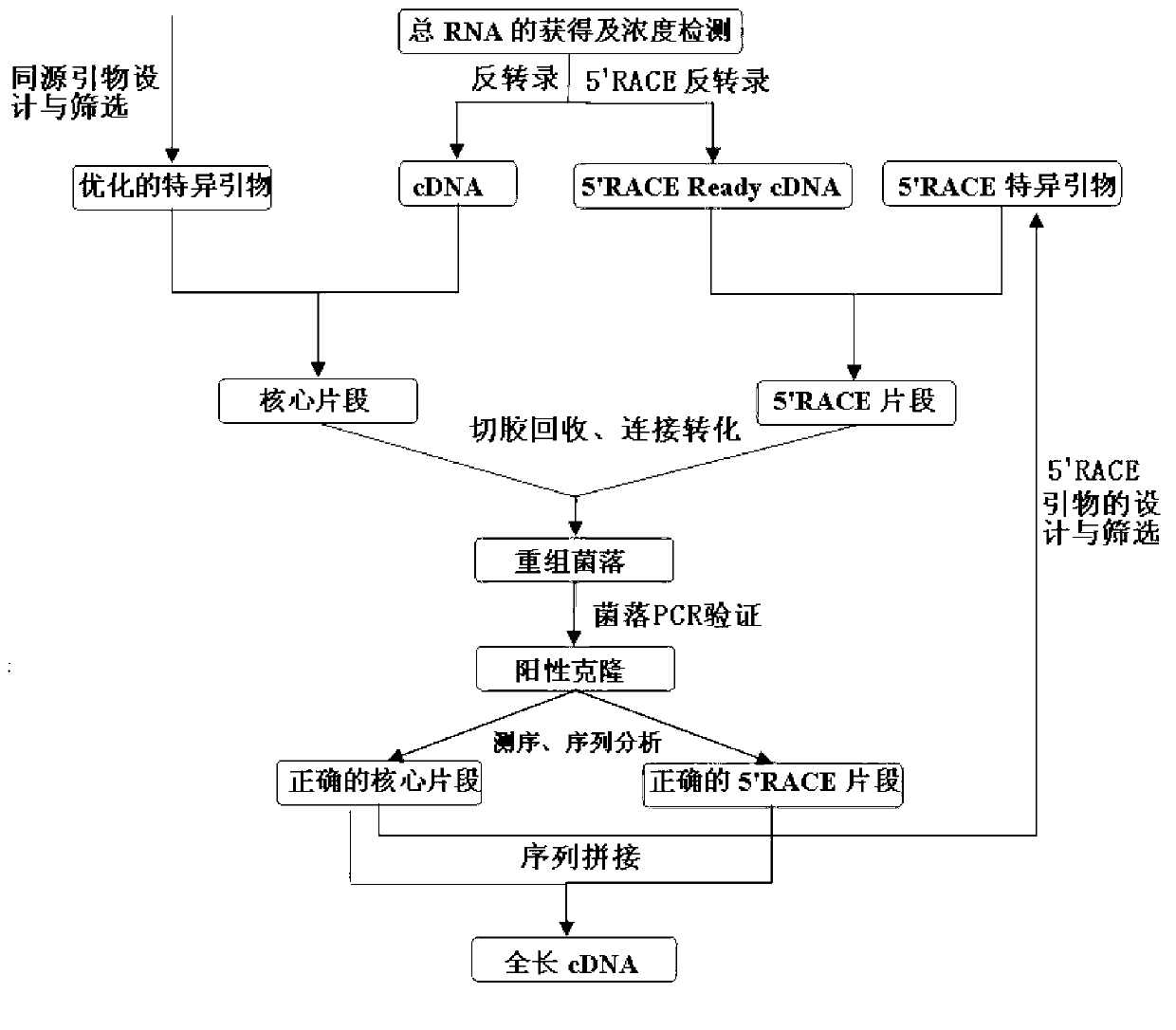 Full-length cDNA (complementary Deoxyribose Nucleic Acid) of switchgrass lignin biosynthetic enzyme gene PvCCoAOMT and cloning method of full-length cDNA