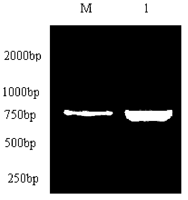 Full-length cDNA (complementary Deoxyribose Nucleic Acid) of switchgrass lignin biosynthetic enzyme gene PvCCoAOMT and cloning method of full-length cDNA