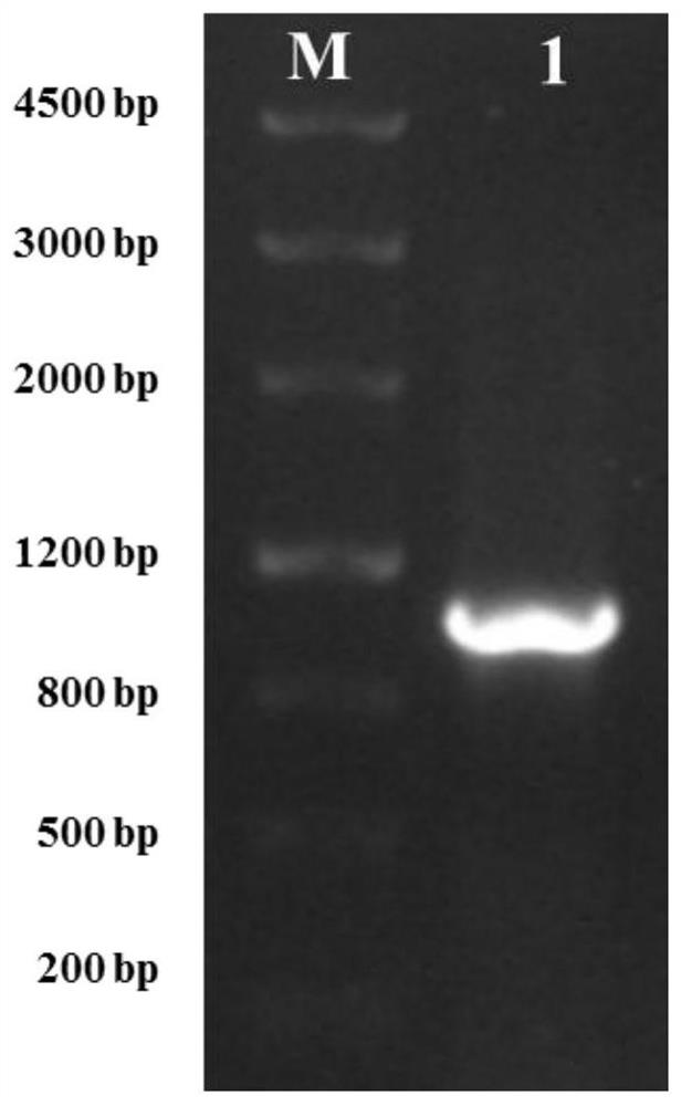 Application of a gene that promotes the accumulation of linolenic acid in plant seeds