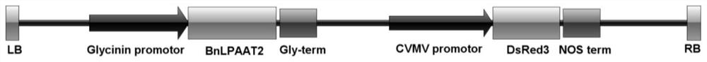 Application of a gene that promotes the accumulation of linolenic acid in plant seeds