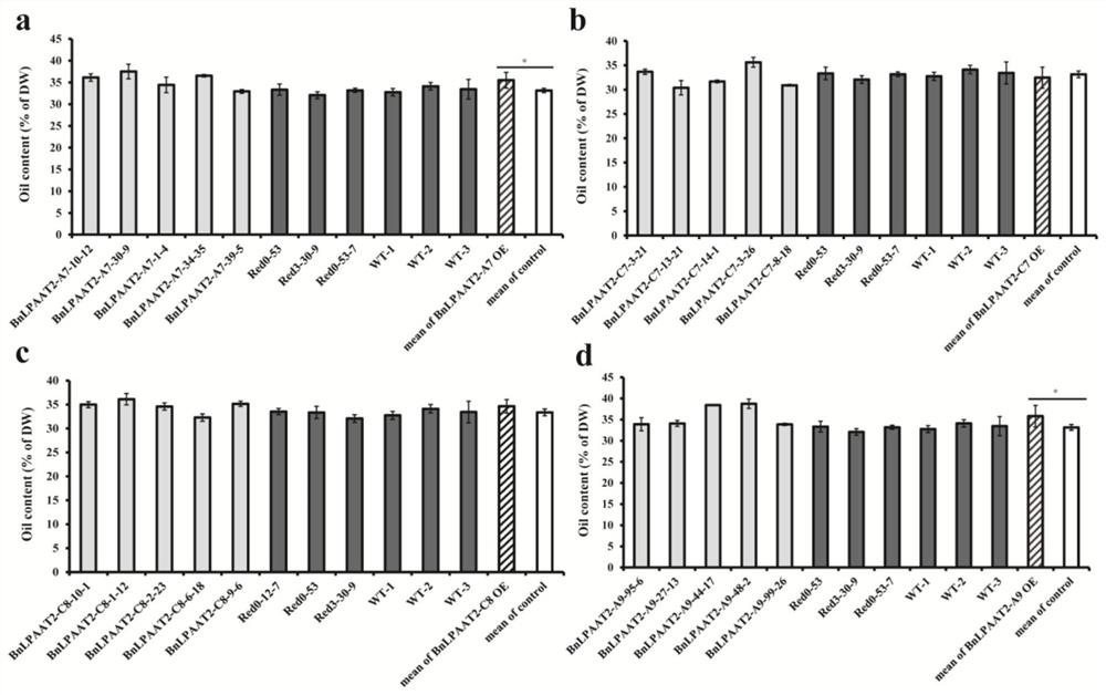 Application of a gene that promotes the accumulation of linolenic acid in plant seeds