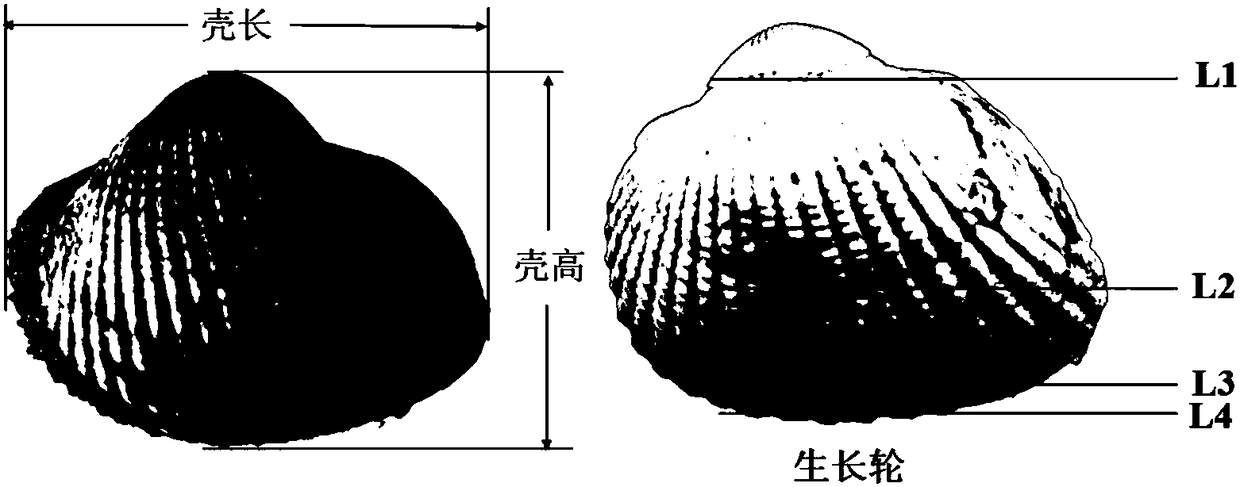 Breeding method of scapharca subcrenata rapid growth varieties