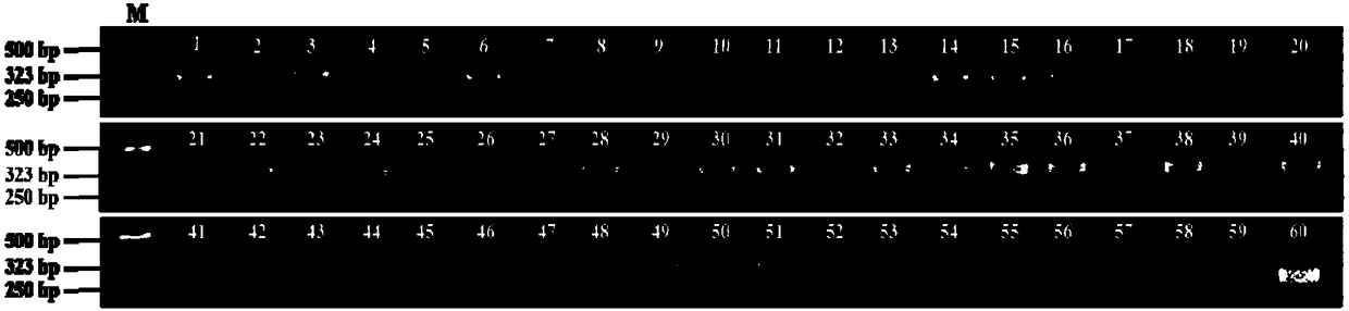 A PCR-based rapid genetic sex identification method for Scylla Paramamosain