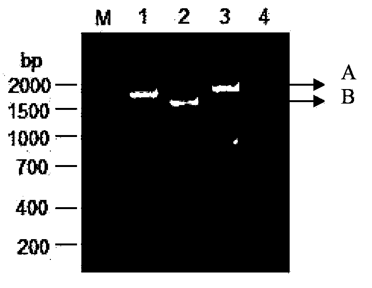 Vaccine composition containing porcine circovirus-2 antigen and swine flu antigen