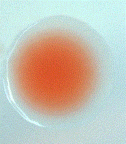 A kind of Serratia marcescens ps-1 bacterial strain isolated from flea beetle and its application