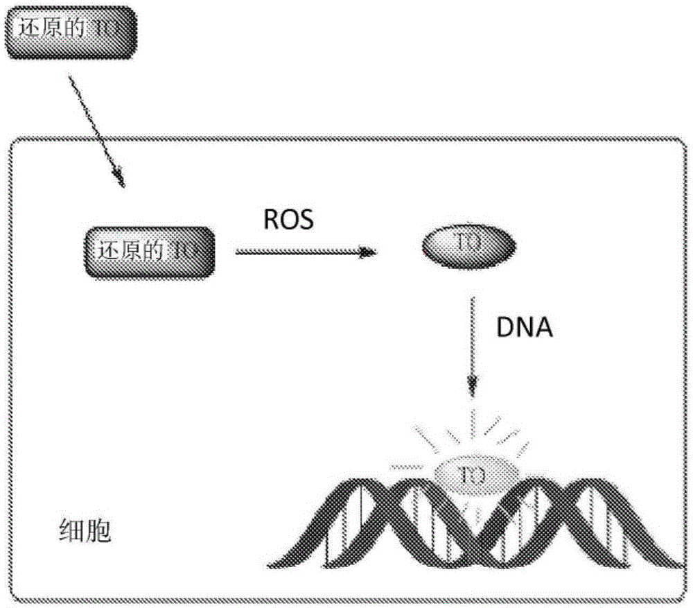 Modified nucleic acid-binding cyanine dyes for detection of reactive oxygen species