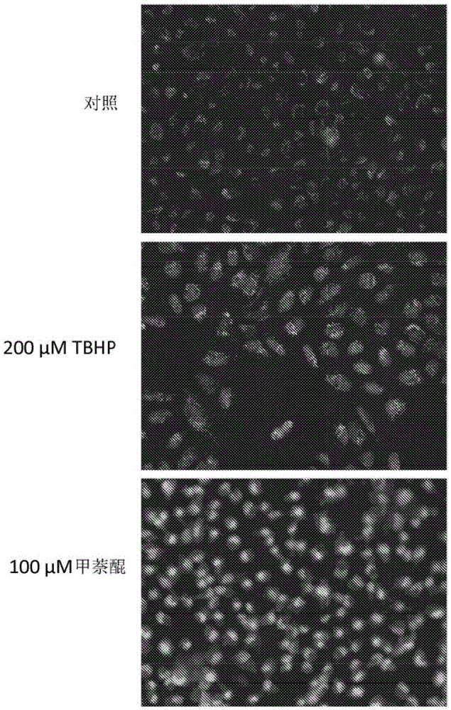 Modified nucleic acid-binding cyanine dyes for detection of reactive oxygen species