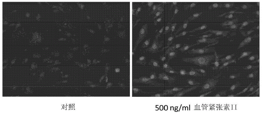 Modified nucleic acid-binding cyanine dyes for detection of reactive oxygen species