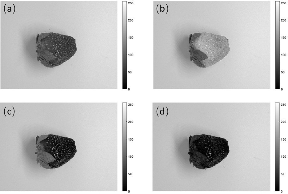 Strawberry maturity rapid discrimination method based on machine learning