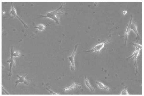 Construction method of AFF cells