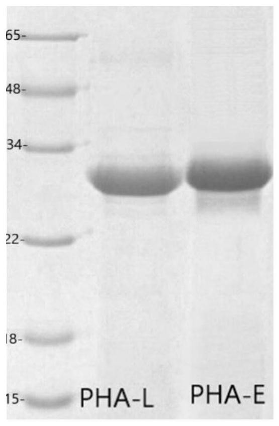 Method for extracting L-type and E-type phytohemagglutinins (PHAs)