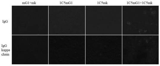 ENO2 monoclonal antibody 1C5 as well as preparation method and application thereof