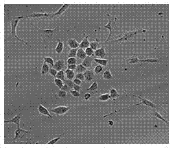 Method of establishing rat pancreatic duct epithelioid stem cell system