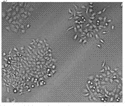 Method of establishing rat pancreatic duct epithelioid stem cell system