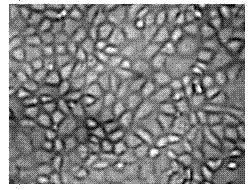 Method of establishing rat pancreatic duct epithelioid stem cell system