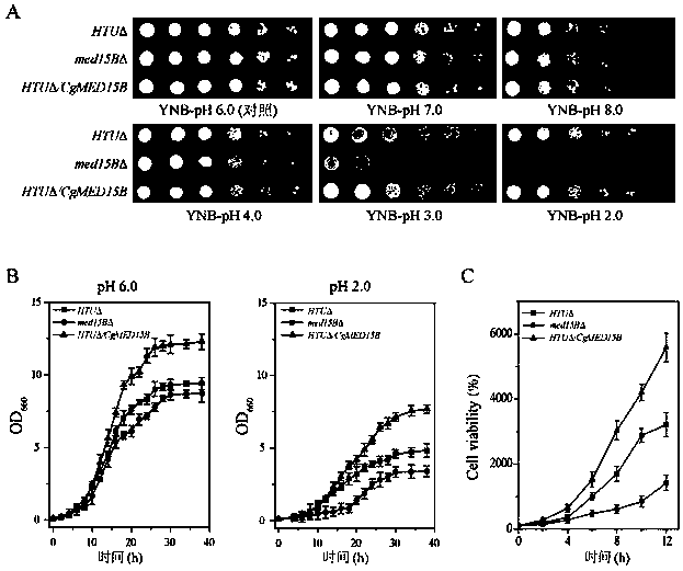 A Method of Improving Acid Tolerance Ability of Togumin glabrata