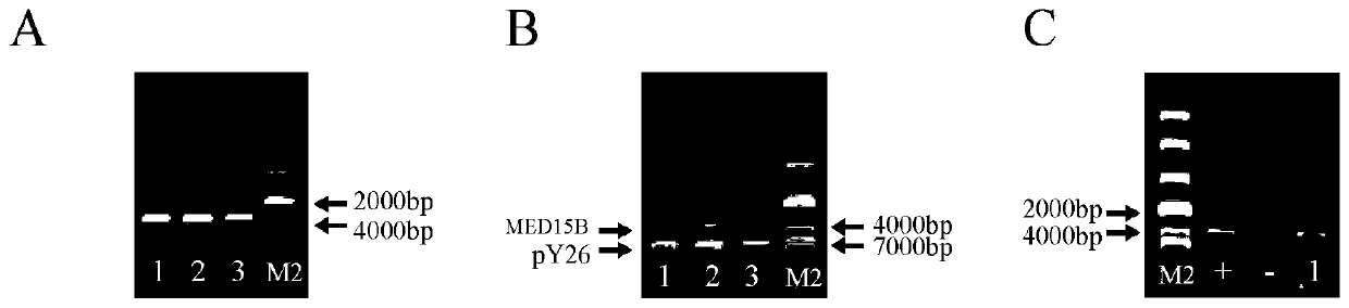 A Method of Improving Acid Tolerance Ability of Togumin glabrata