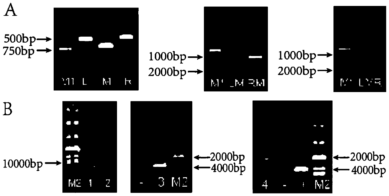 A Method of Improving Acid Tolerance Ability of Togumin glabrata