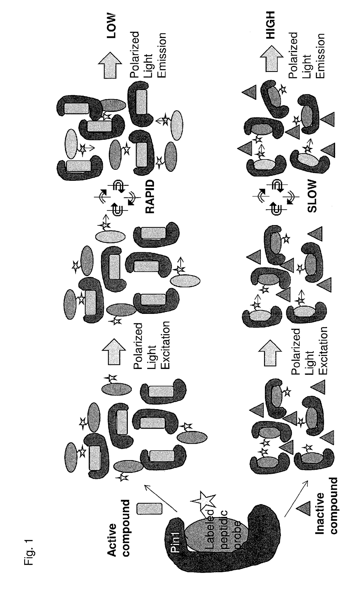 Methods and compositions for the inhibition of Pin1