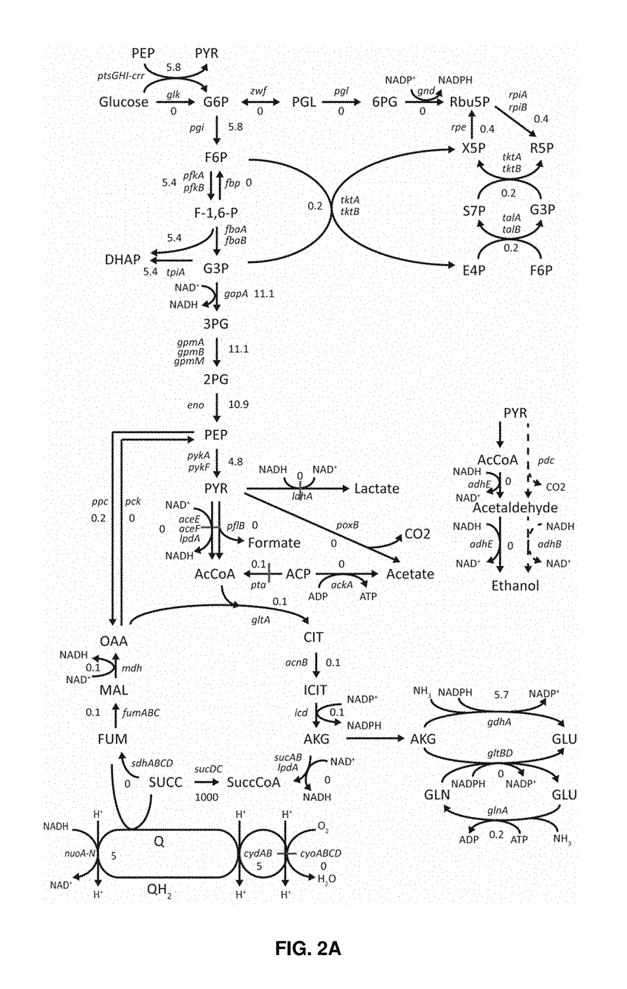 Microorganisms and methods for producing pyruvate, ethanol, and other compounds