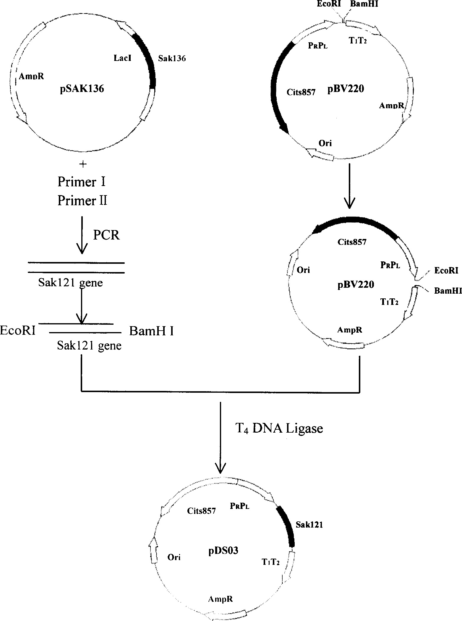 Recombined glucokinase