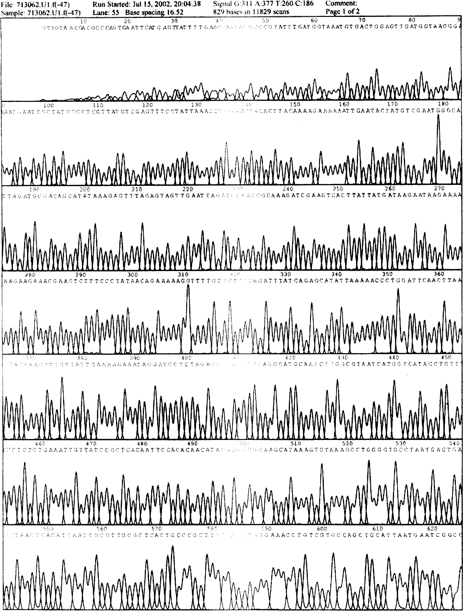 Recombined glucokinase