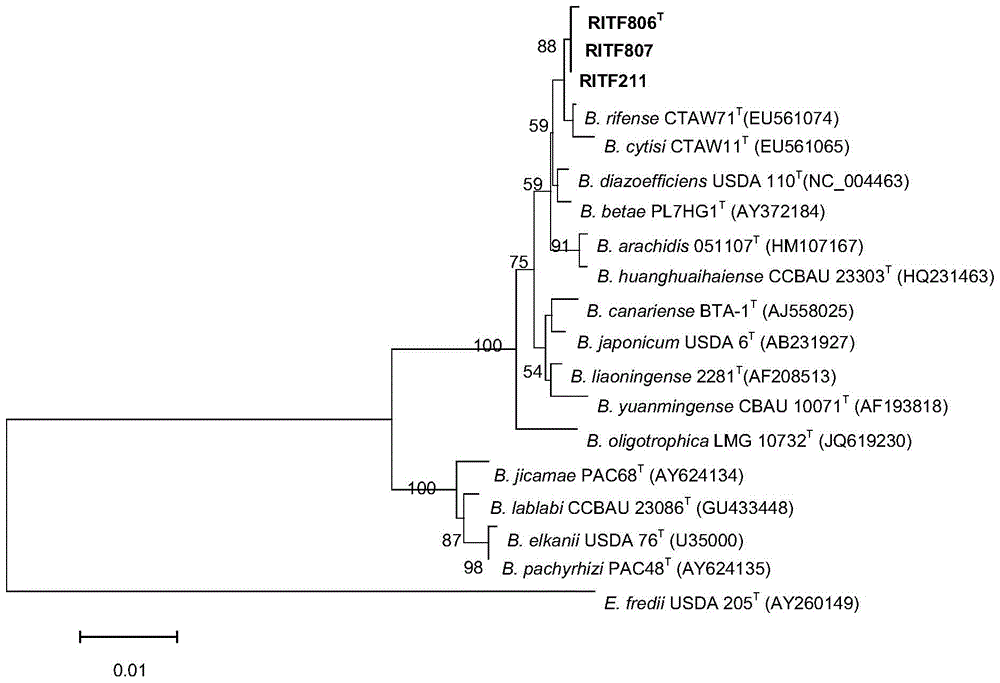 A kind of Ganzhou bradyrhizobium and its application