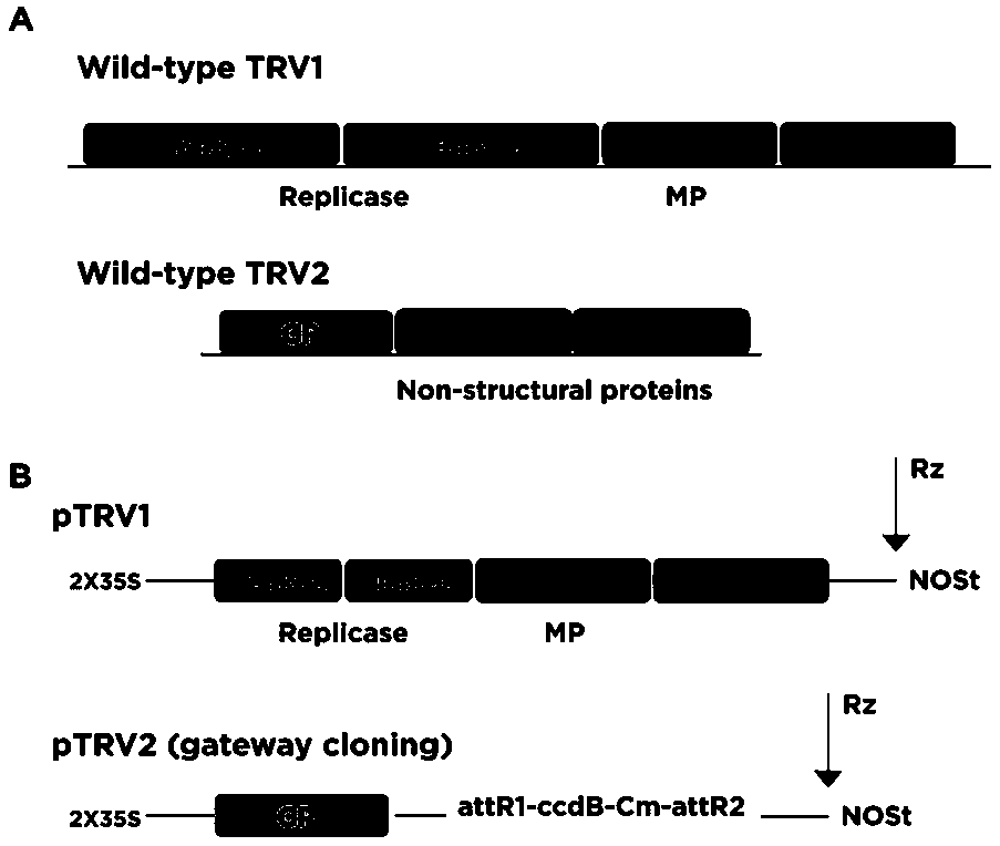 Regulatory gene NtMADS1 during tobacco flowering period as well as cloning method and application thereof