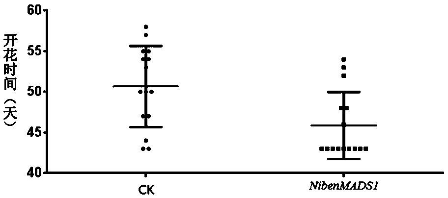 Regulatory gene NtMADS1 during tobacco flowering period as well as cloning method and application thereof