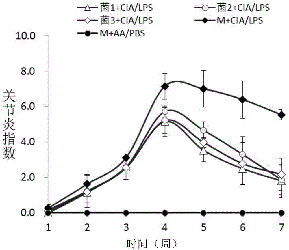 Application of speckled prevotella in treatment or prevention of rheumatoid arthritis or related diseases thereof