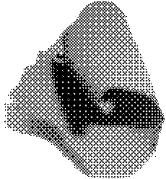 Method for preparing three-dimensional macro carbon nanometer pipe network