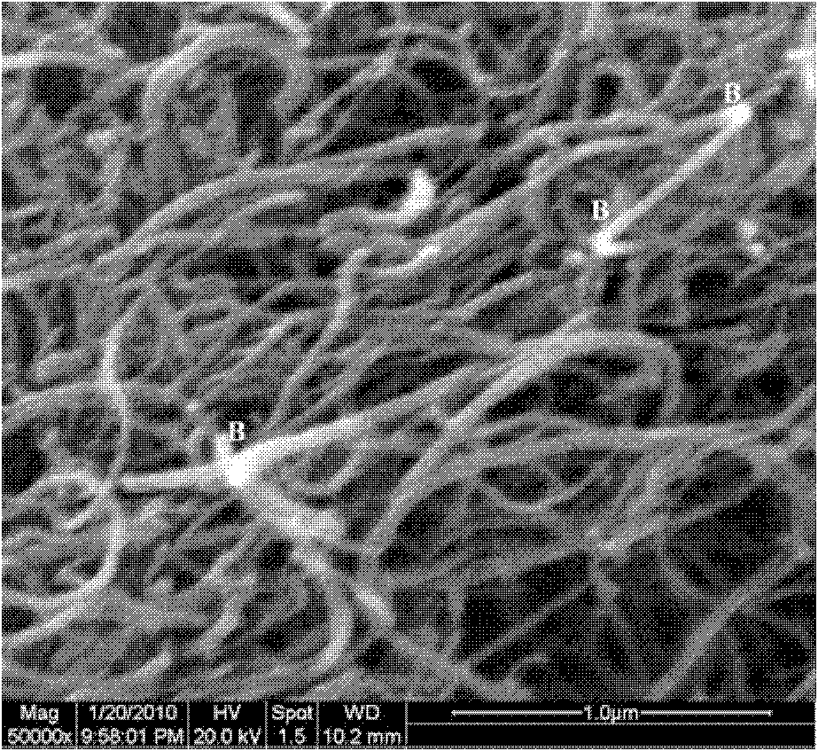 Method for preparing three-dimensional macro carbon nanometer pipe network