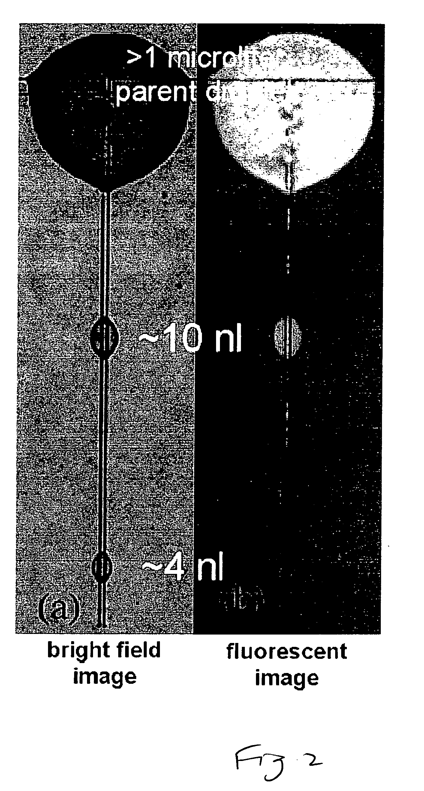 Rapid flow fractionation of particles combining liquid and particulate dielectrophoresis