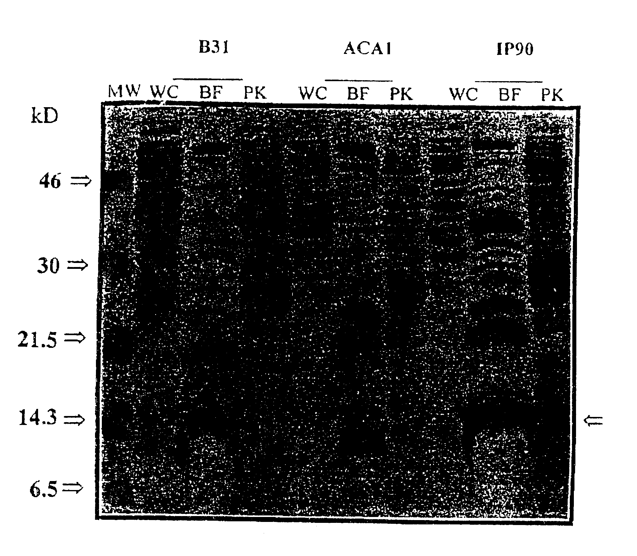 P13 antigens from Borrelia