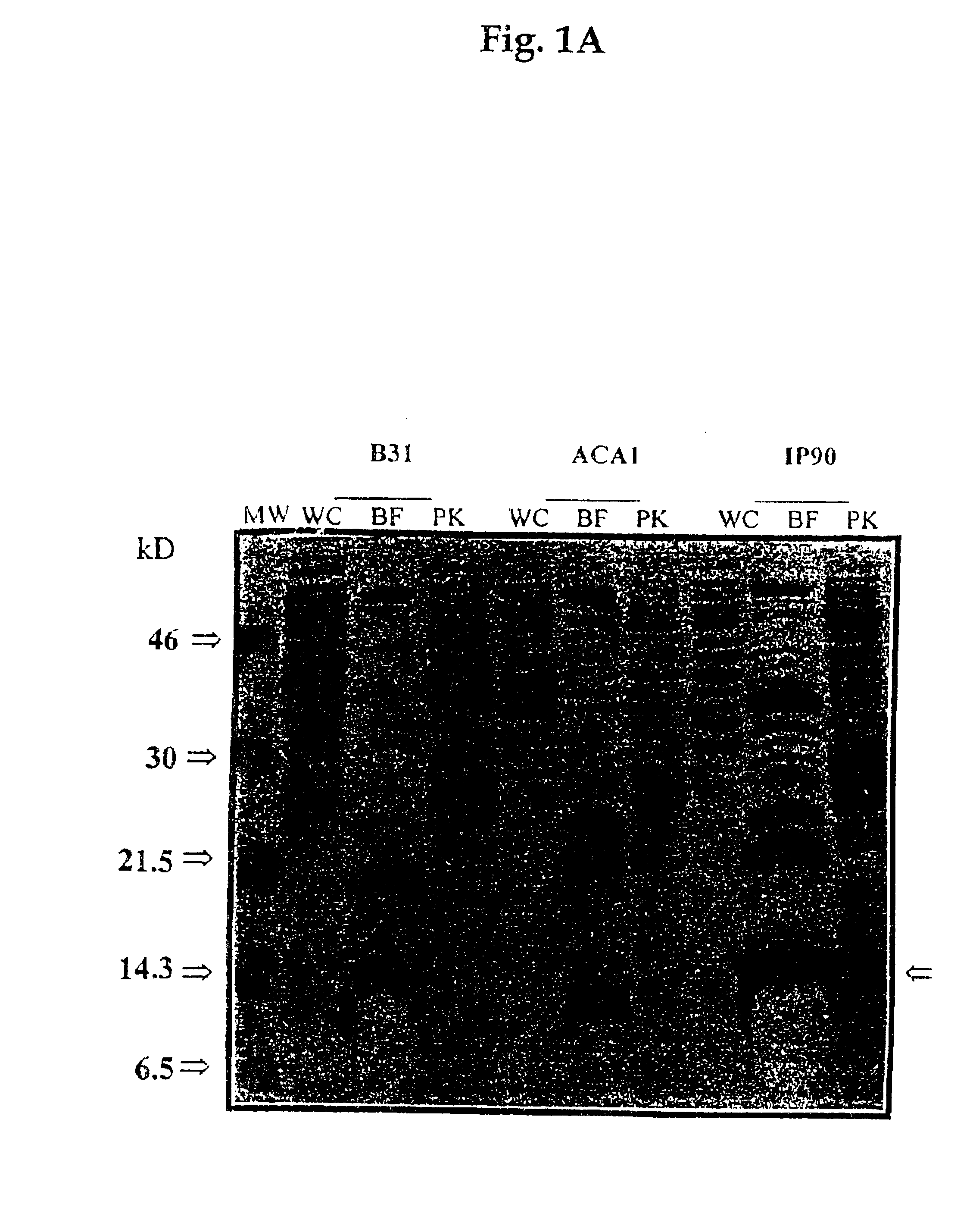 P13 antigens from Borrelia