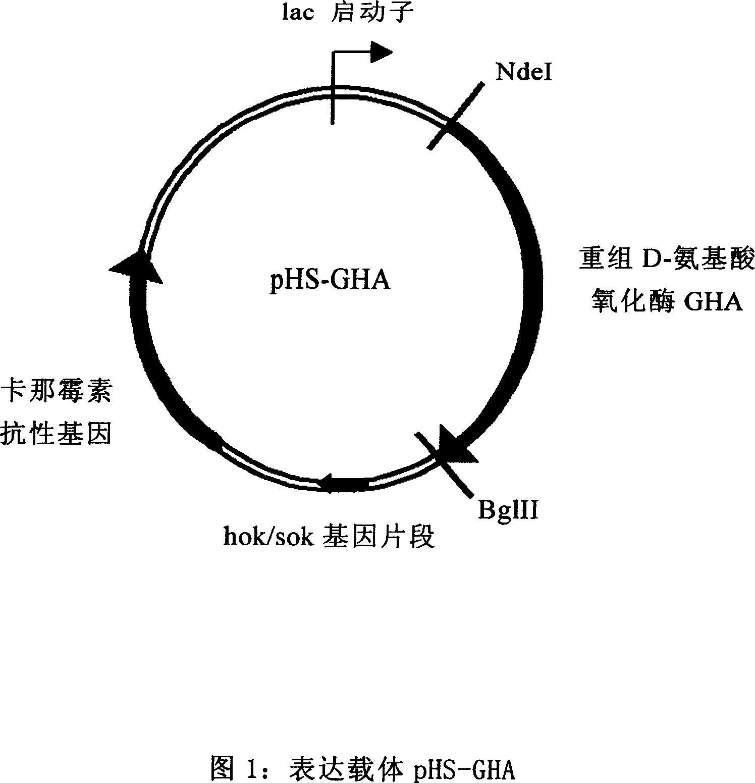 Colibacillus expression carrier and its application