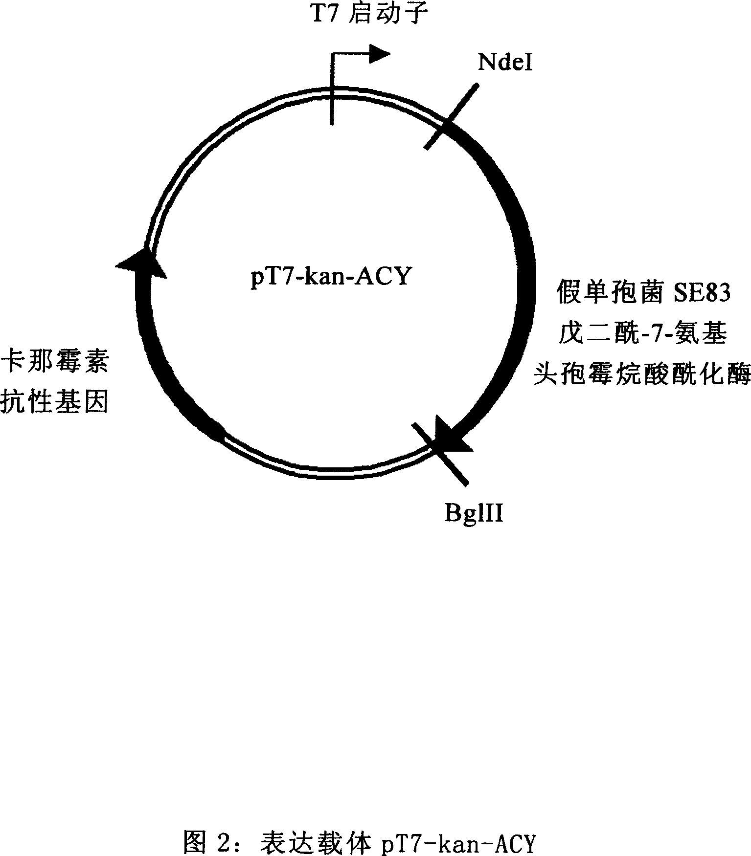 Colibacillus expression carrier and its application