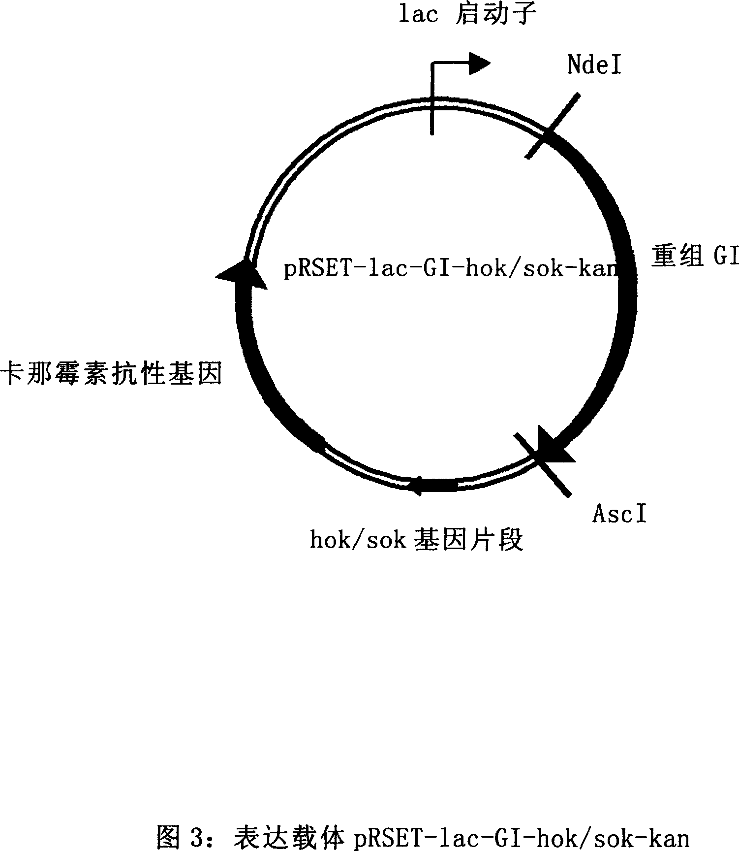 Colibacillus expression carrier and its application