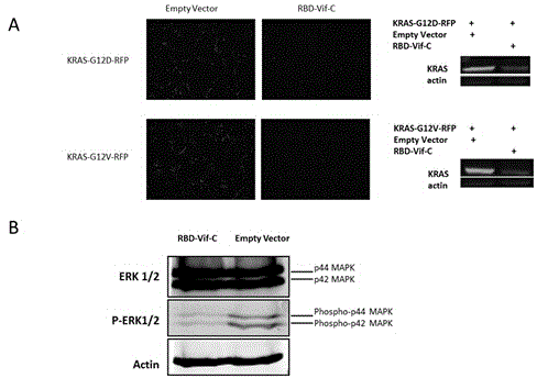 Chimeric vector and preparation method and application thereof