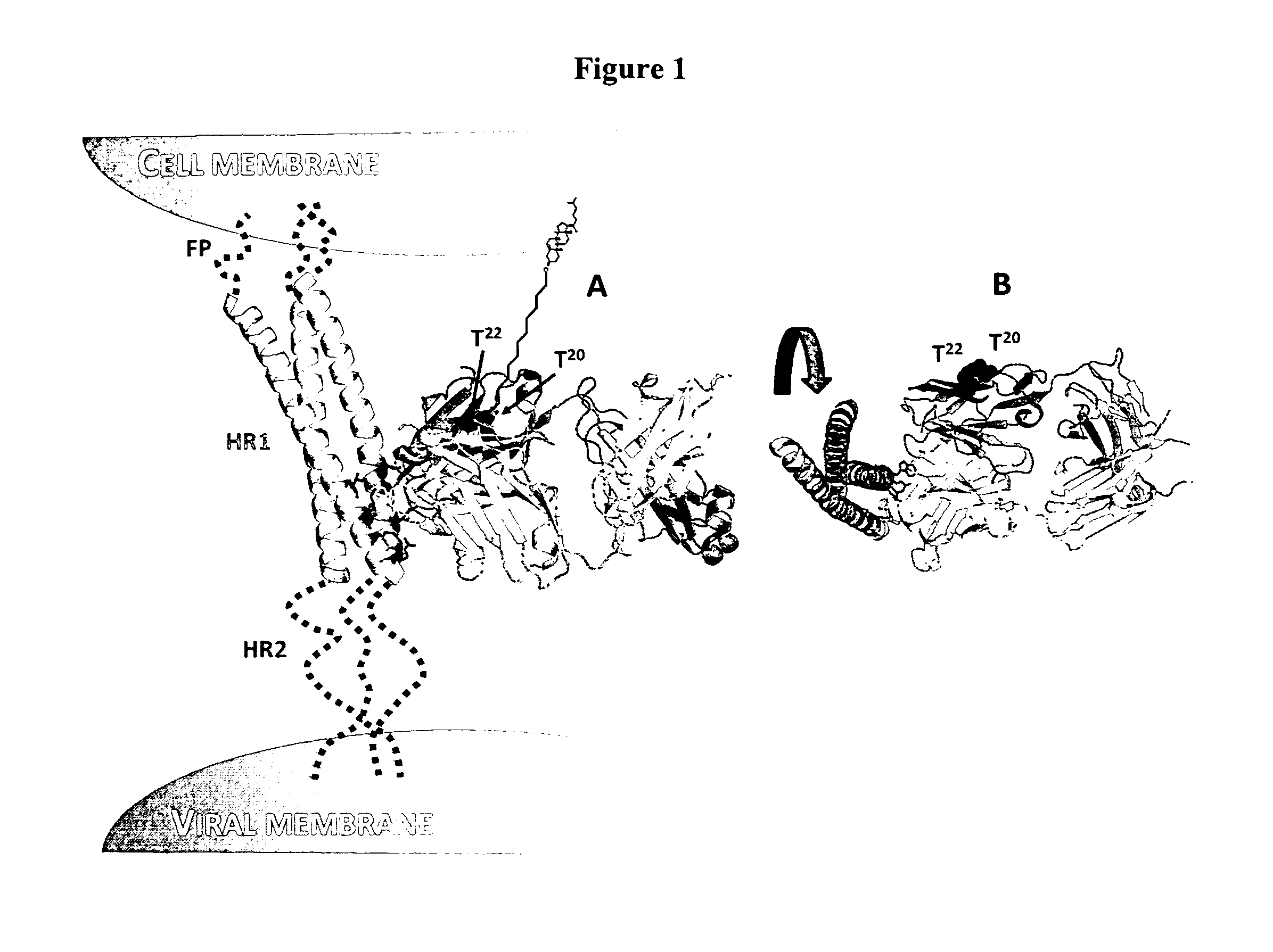 Lipid-conjugated antibodies